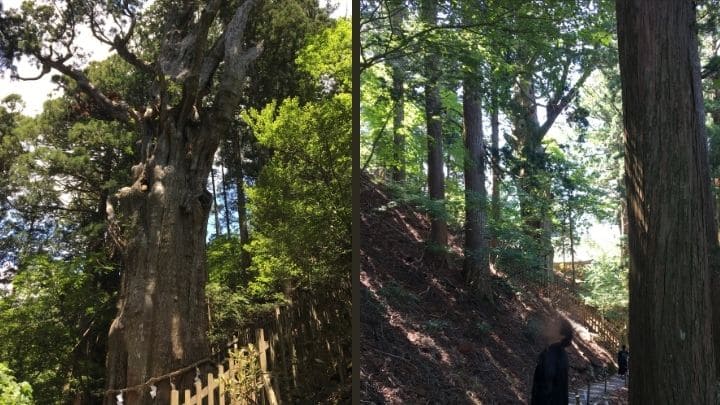 玉置神社、樹齢数千年の巨大な杉の群生